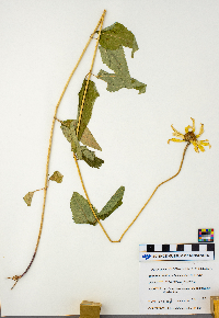 Heliopsis helianthoides image