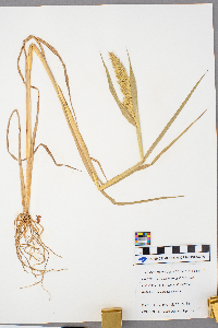 Echinochloa crus-galli image