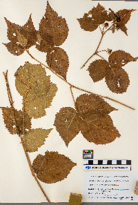 Rubus ferrofluvius image