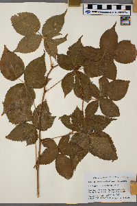 Rubus ferrofluvius image