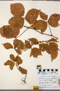 Rubus ferrofluvius image