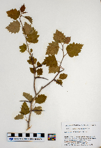 Crataegus macrosperma image