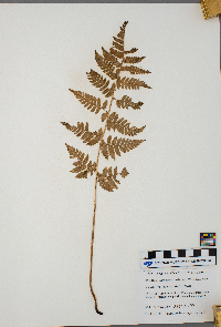 Dryopteris carthusiana image