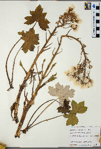 Petasites frigidus image