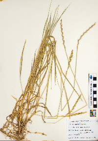 Elymus repens image