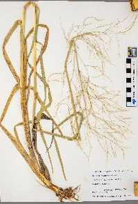 Panicum capillare image