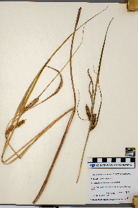 Carex vesicaria image