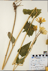 Heliopsis helianthoides image