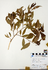 Salix nigra image