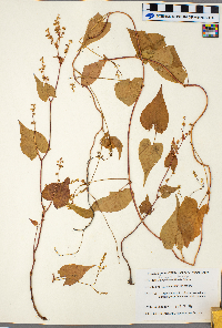 Fallopia cilinodis image