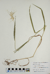 Elymus hystrix image