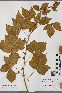 Rubus ferrofluvius image