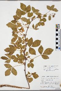 Rubus ferrofluvius image