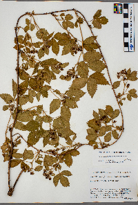 Rubus ferrofluvius image