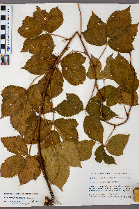 Rubus ferrofluvius image