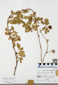 Rubus ferrofluvius image