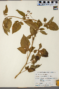 Solanum dulcamara image