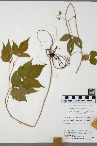 Rubus ferrofluvius image