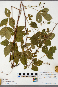 Rubus ferrofluvius image