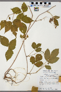 Rubus ferrofluvius image