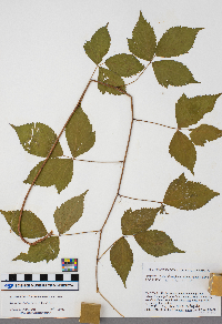 Rubus ferrofluvius image