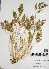 Eragrostis cilianensis image