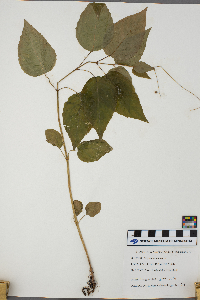 Circaea lutetiana image