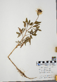 Helianthus petiolaris image