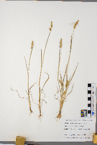 Echinochloa crus-galli image