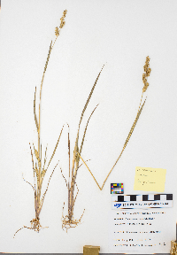 Echinochloa crus-galli image