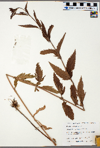 Verbena hastata image