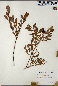 Vaccinium angustifolium image