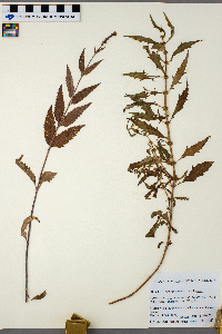 Verbena hastata image