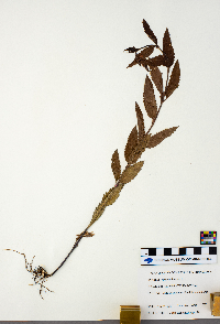 Verbena hastata image