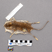 Peromyscus leucopus image