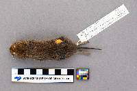 Microtus chrotorrhinus image