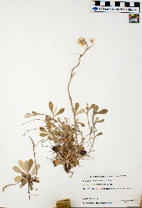 Bromus inermis image