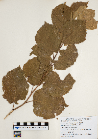 Corylus americana image