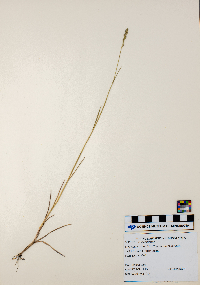 Poa compressa image