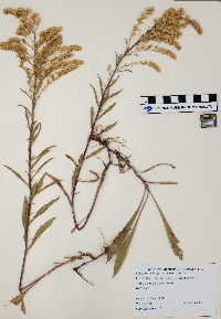 Solidago missouriensis image