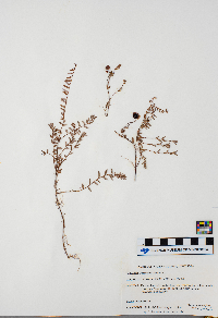 Vaccinium oxycoccos image