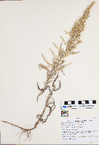 Artemisia ludoviciana image