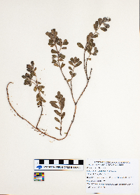 Arctostaphylos uva-ursi image