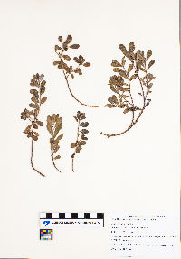 Arctostaphylos uva-ursi image