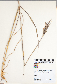 Andropogon gerardii image