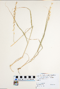 Bouteloua curtipendula image