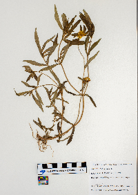 Bidens cernua image