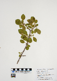 Rhamnus cathartica image