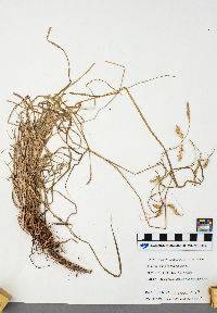 Carex sprengelii image