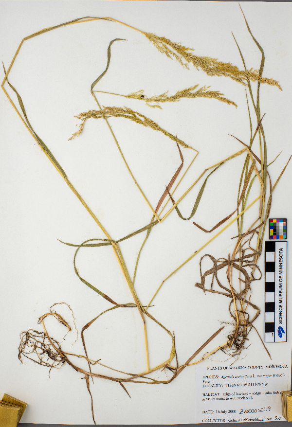 Agrostis stolonifera image